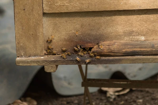 Raising Honey Bees Garden — Stock Photo, Image