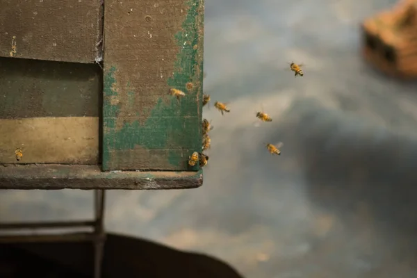 Виховання Медоносних Бджіл Саду — стокове фото