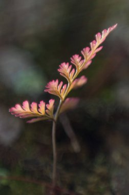 Eğrelti otları, liken ve yosun çam ağacı üzerinde yaşıyorum. Bu hayatta kalma sembiyoz doğal olgu var. Güzel ve klasik renkleri gibi ilkel ormanlar getiriyor