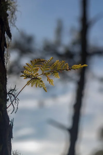 Ferns Lichens Moss Live Pine Tree Survival Natural Phenomenon Symbiosis — Stock Photo, Image