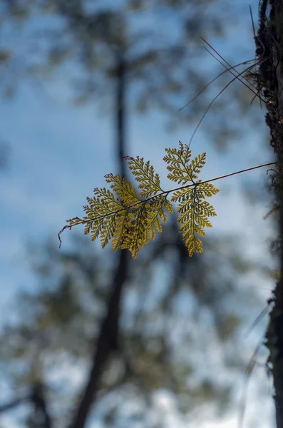 Ferns Lichens Moss Live Pine Tree Survival Natural Phenomenon Symbiosis — Stock Photo, Image