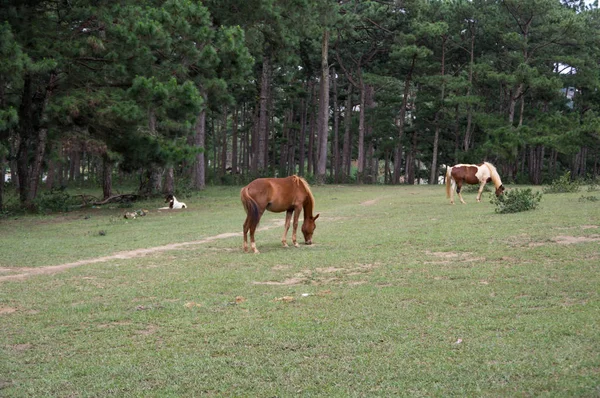 野生の馬と Ponys ベトナム ラムドン省 Suoivang 草原草原に住んでいます まだサラブレッドではなく 野生の馬は 1500 の高原に住んでいます — ストック写真