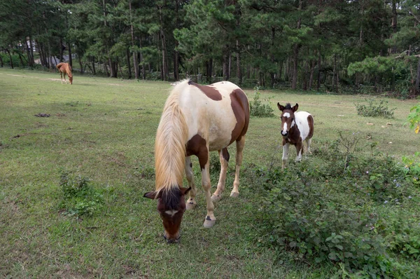 野生の馬と Ponys ベトナム ラムドン省 Suoivang 草原草原に住んでいます まだサラブレッドではなく 野生の馬は 1500 の高原に住んでいます — ストック写真