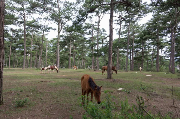 Caballos Ponys Salvajes Viven Las Estepas Del Prado Lago Suoivang — Foto de Stock
