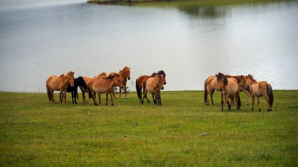 Wild horses and ponys live in the meadow steppes, in the Suoivang lake, Lam Dong Province, Vietnam. Not yet thoroughbred, wild horses living on the plateau 1500m. this is wilderness, living and habits of the wild horses
