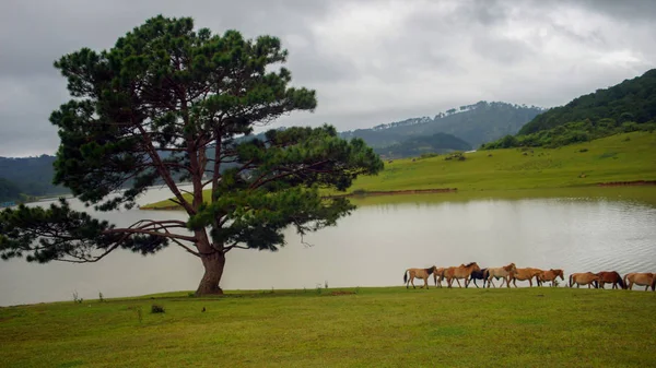 Caballos Ponys Salvajes Viven Las Estepas Del Prado Lago Suoivang — Foto de Stock