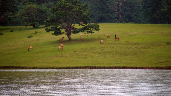 Caballos Ponys Salvajes Viven Las Estepas Del Prado Lago Suoivang — Foto de Stock