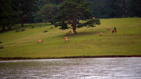 Wildpferde Und Ponys Leben Den Wiesensteppen Suoivang See Der Provinz — Stockfoto