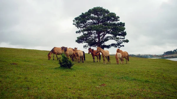 Caballos Ponys Salvajes Viven Las Estepas Del Prado Lago Suoivang — Foto de Stock