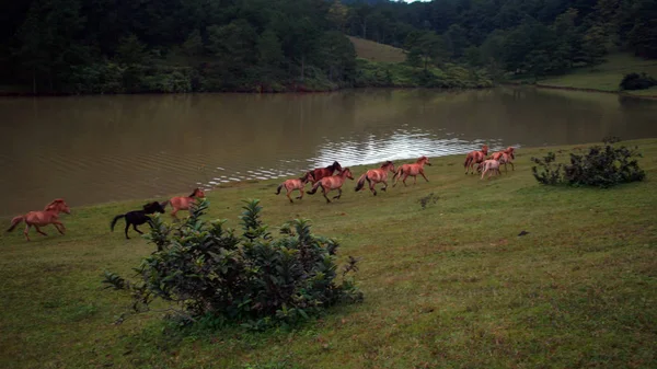 Caballos Ponys Salvajes Viven Las Estepas Del Prado Lago Suoivang — Foto de Stock
