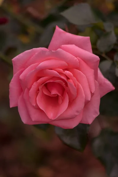 Rosa Rosa Pequenas Rosas Flor Meu Jardim Cores Mais Vibrantes — Fotografia de Stock