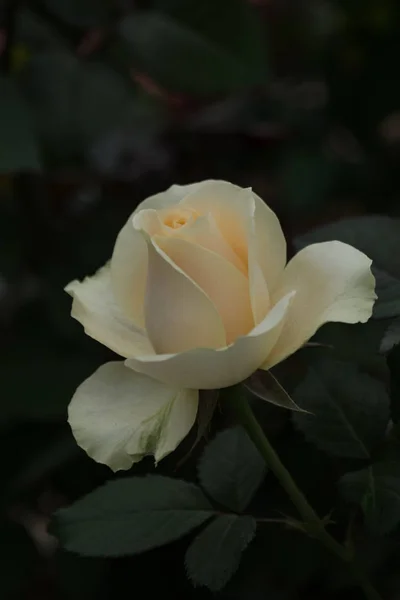 yellow rose. small roses flower in my garden, more vibrant colors and very beautiful. It is  Bulgarian roses Bulgarian