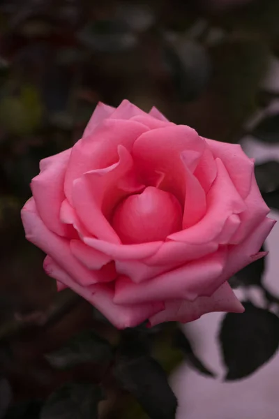 pink rose. small roses flower in my garden, more vibrant colors and very beautiful. It is Bulgarian roses