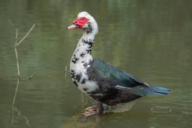 göl, vahşi ve çok dostu yüzme siam ördek