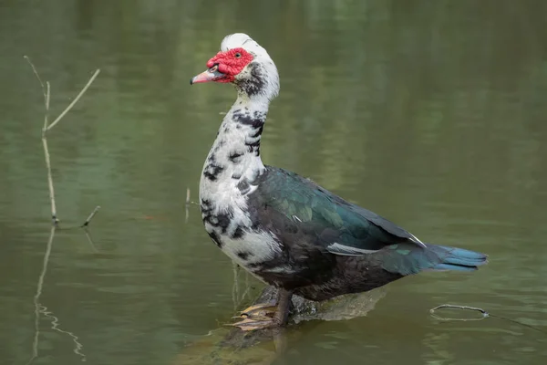 göl, vahşi ve çok dostu yüzme siam ördek
