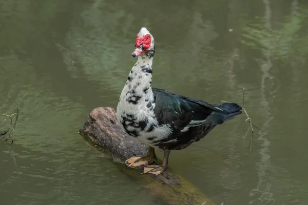 Siam Anatra Nuotare Nel Lago Selvaggio Molto Amichevole — Foto Stock