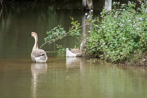 Deux Oies Nageant Dans Lac Ils Sont Une Espèce Poulailler — Photo