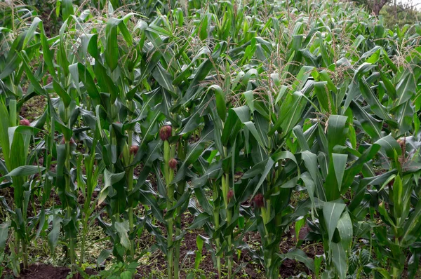 Indian corn, maize ear or corn farm, the fresh green corn plants are growing, corn flowers,  corn beans, corn fruits and corn products. Part of the agricultural production.