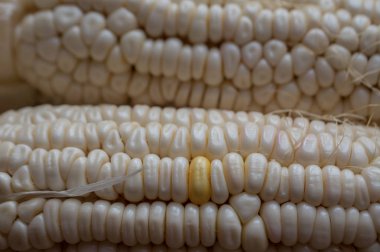 Mısır, Mısır kulak veya Mısır çiftlik, taze yeşil bitkiler büyüyor, Mısır Mısır çiçekler, Mısır fasulye, Mısır meyve ve Mısır ürünleri. Tarımsal üretim parçası.