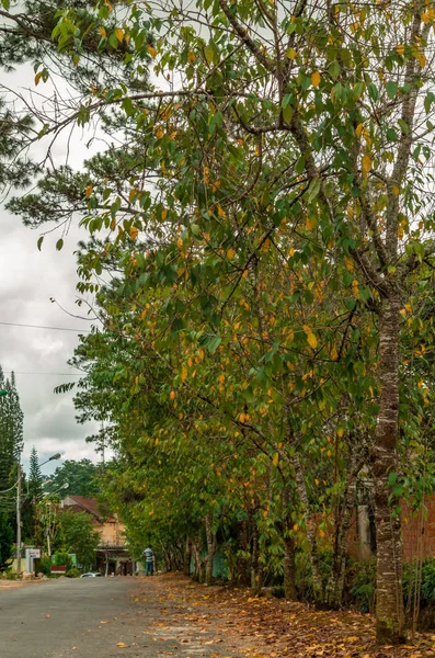 Yellow Flowers Leaves Autumn — Stock Photo, Image