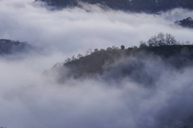 Yoğun sis kapağı çiftlikleri ve orman şafakta, kullanım için reklam, tasarım arka plan...