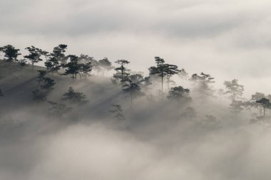 Arka plan Çam ormanıyla yoğun sis ve yapraklara şafakta, doğanın temiz hava bol