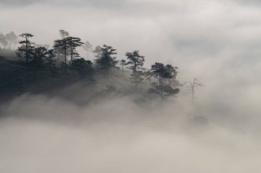 Arka plan Çam ormanıyla yoğun sis ve yapraklara şafakta, doğanın temiz hava bol