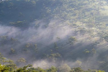 Arka plan Çam ormanıyla yoğun sis ve yapraklara şafakta, doğanın temiz hava bol