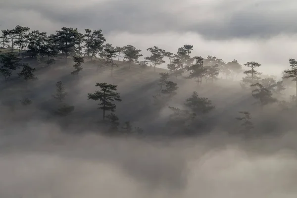 Das Beste Vom Hintergrund Kiefernwald Mit Dichtem Nebel Und Sonnenstrahlen — Stockfoto