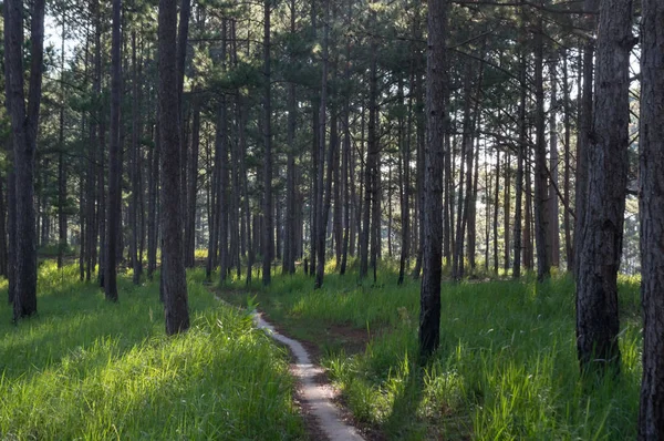 Çam ormanı ve yürüyüş parkurları ormandaki sabah arka plan. Güzel mavi gökyüzünün ve sarı güneş, güzel bir gün var