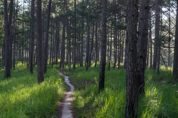 Çam ormanı ve yürüyüş parkurları ormandaki sabah arka plan. Güzel mavi gökyüzünün ve sarı güneş, güzel bir gün var