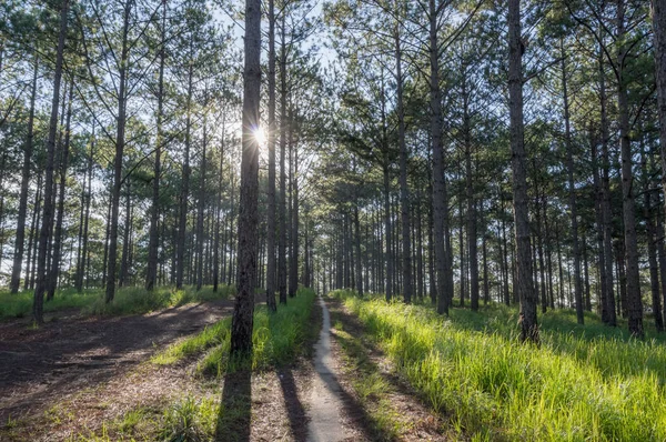 Fundo Com Floresta Pinheiros Trilhas Para Caminhadas Floresta Pela Manhã — Fotografia de Stock