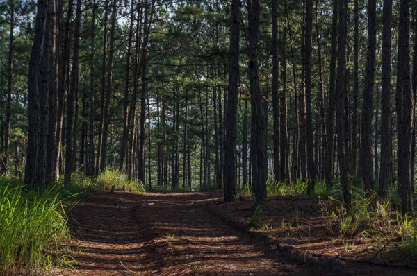 Çam ormanı ve yürüyüş parkurları ormandaki sabah arka plan. Güzel mavi gökyüzünün ve sarı güneş, güzel bir gün var