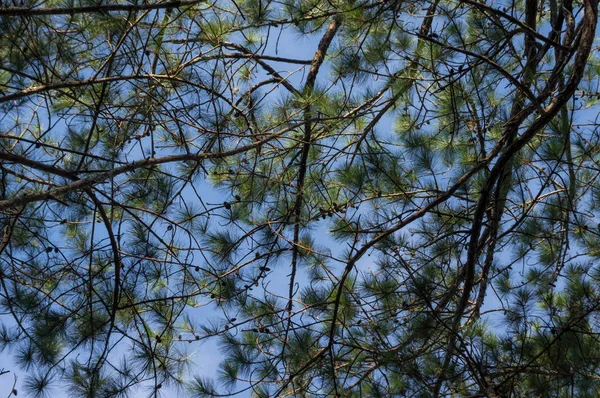 Çam ormanı ve yürüyüş parkurları ormandaki sabah arka plan. Güzel mavi gökyüzünün ve sarı güneş, güzel bir gün var