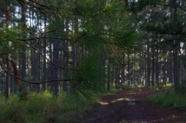 Çam ormanı ve yürüyüş parkurları ormandaki sabah arka plan. Güzel mavi gökyüzünün ve sarı güneş, güzel bir gün var