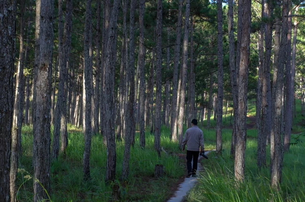Çam ormanı ve yürüyüş parkurları ormandaki sabah arka plan. Güzel mavi gökyüzünün ve sarı güneş, güzel bir gün var