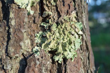 arka plan mavi gökyüzü veya çam ormanı ile Fern bitki