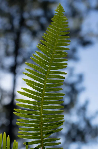 青い背景の空や松の森とシダ植物 — ストック写真