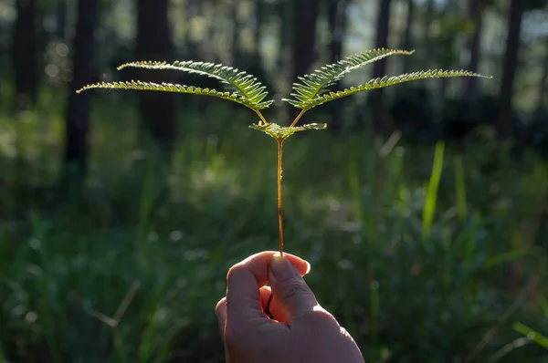 Φυτό Φτέρη Φόντο Μπλε Ουρανό Πεύκο Δάσος — Φωτογραφία Αρχείου