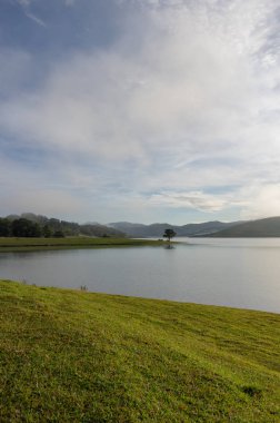 Yalnız çam ağacı göl ile arka plan ışık, sis ve çayırlar şafakta yansımasıdır