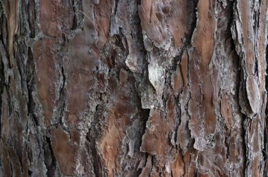 Arka plan çam ağacı çam kabuğu var. Resmi kullanım için arka plan dokusu, tasarım, reklam