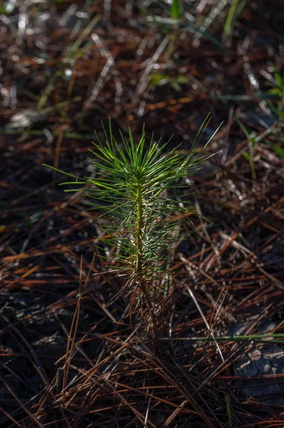 Pequeno Pinheiro Cultivado Floresta — Fotografia de Stock