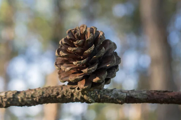 Pine Cones Taken Macro Forest Morning Picture Use Avertising Design — Stock Photo, Image