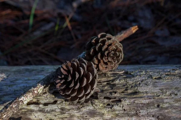 Cones Pinheiro Tomadas Por Macro Floresta Manhã Uso Imagem Para — Fotografia de Stock