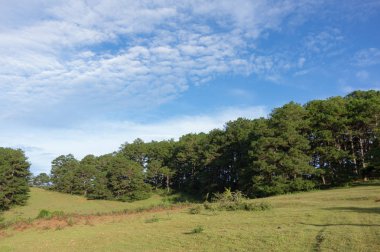 Çam ormanı ve mavi gökyüzü arka plan ile yeşil çayır, otlak. 
