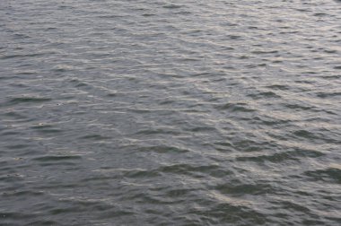 dawn ve su arka plan gölde bitki yansıması