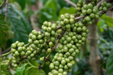 Olgunlaşmamış kahve ağacı, kahve çekirdekleri, kahve çiftlik, Mocha ve Catimor kahve ağacı. Fotoğraf kullanımda reklam, tasarım, pazarlama