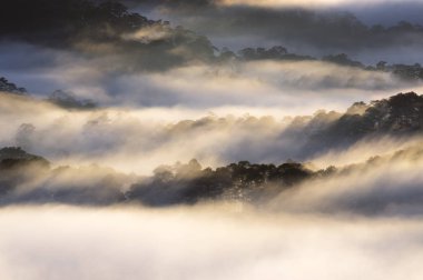 Reklam, Backgroud sis kapağı çam ormanı ve ışık, yapraklara, özenle yapılan sanat, manzara ve doğa, resim kullanmak için yazdırma, büyü ile seyahat dergi ve daha fazla.