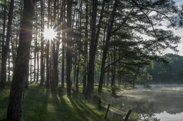 pine forest reflection on the lake at sunrise. Pictures use for advertising, design, printing, background and cover