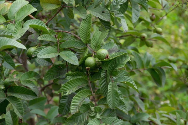 Guava fruit, guava plant grown in tropics, picture use for design, advertising, marketing, business and printing